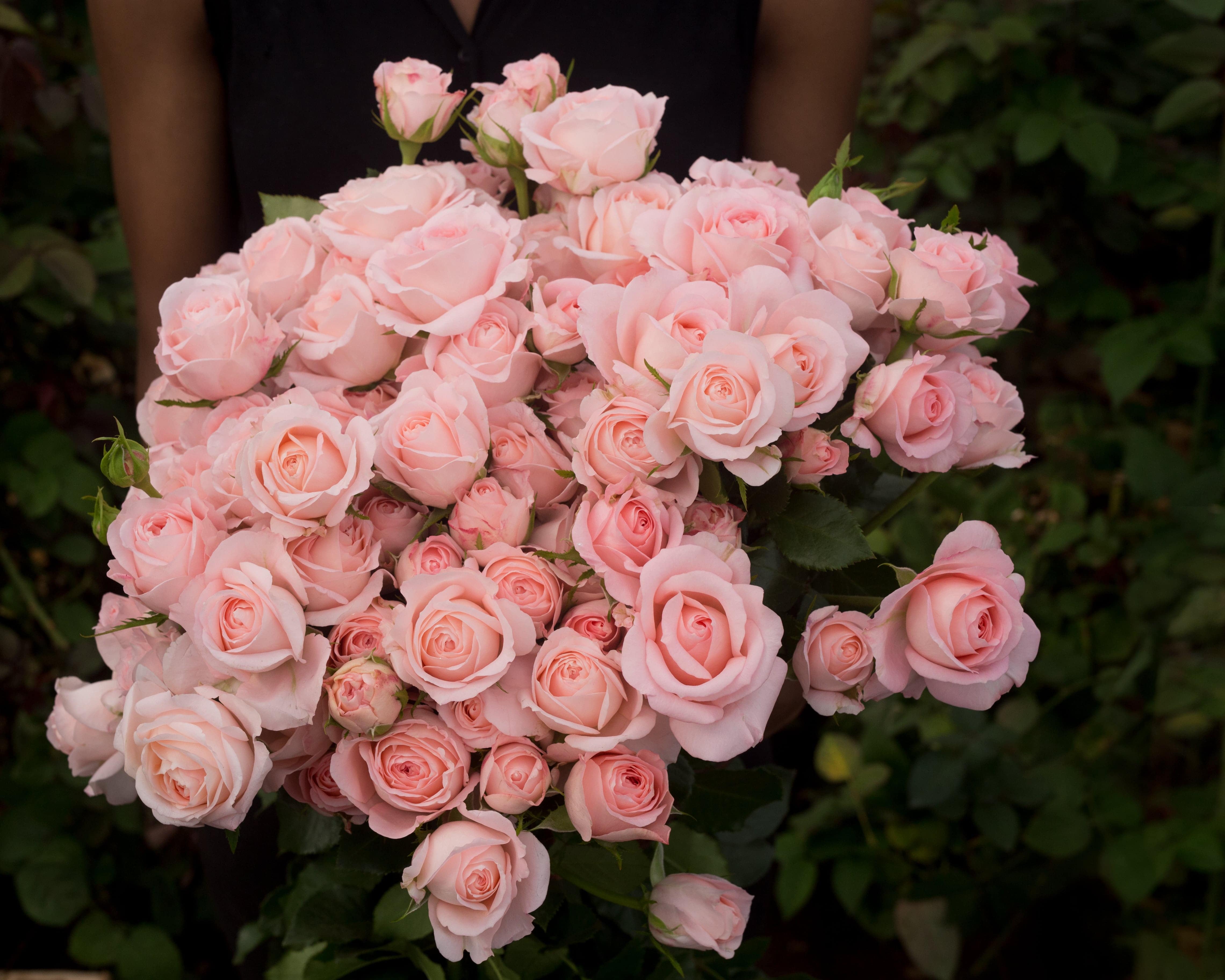 ROSE BR. BELLA LINDA KISS 60